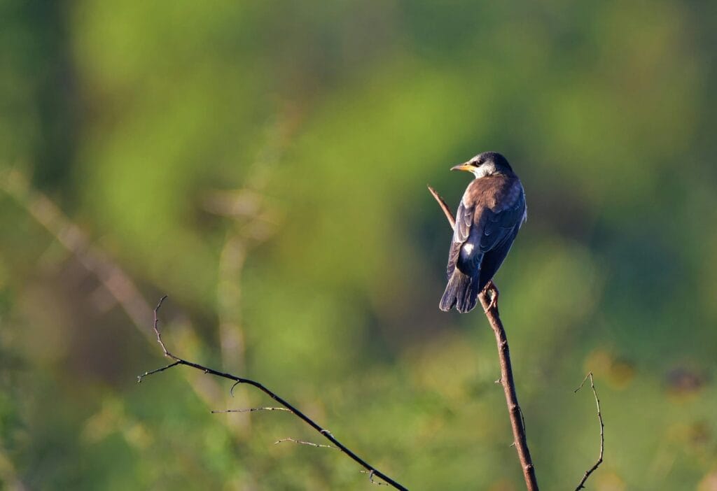 Bird watching in udawalawe national park