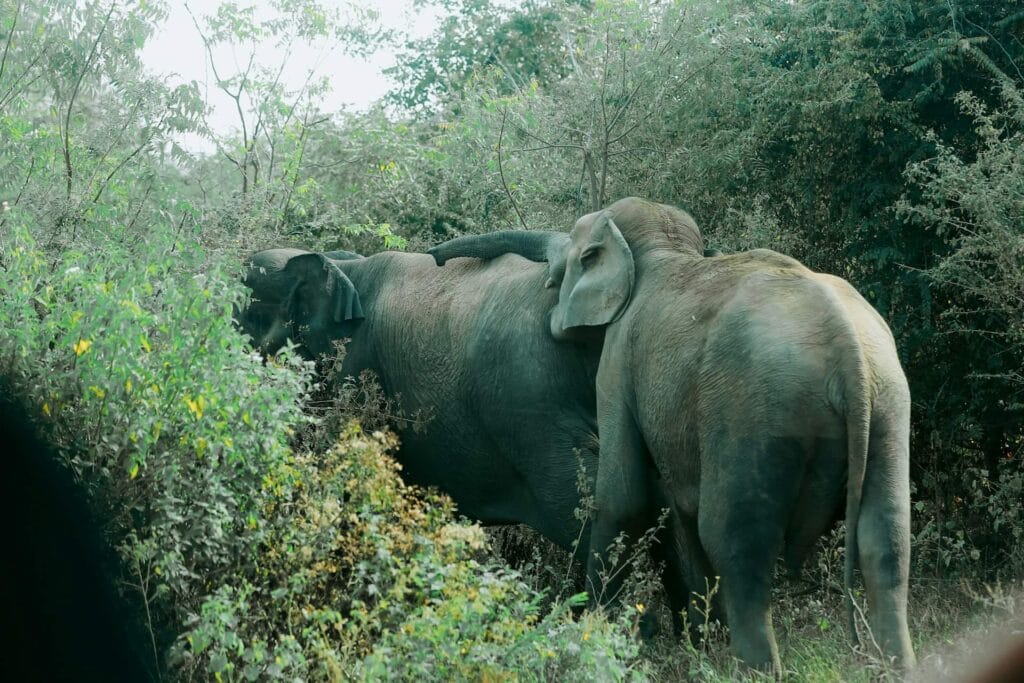 Elephant family in udawalawe national park