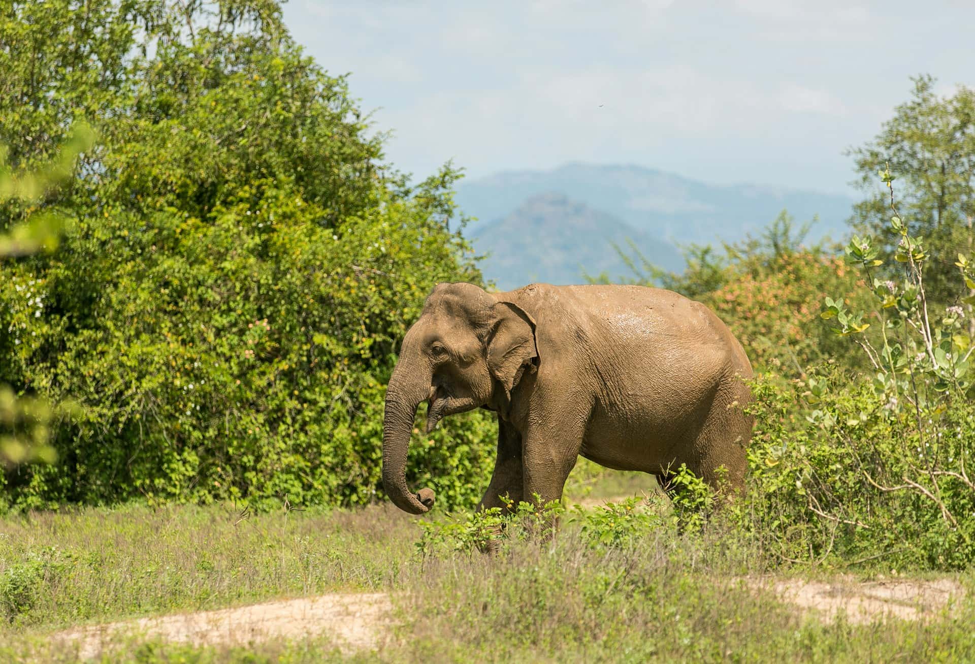 Elephants watching in udawalawe national park