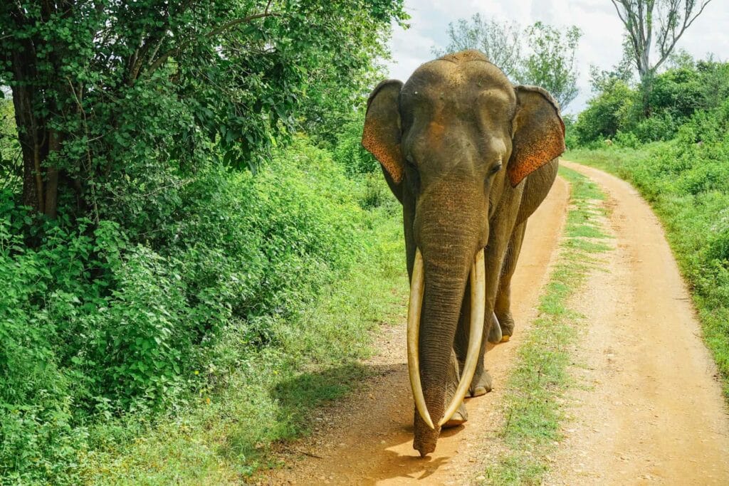 Tuskers watching in udawalawe national park