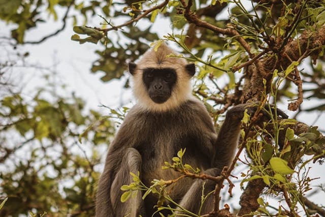Udawalawe national park safari