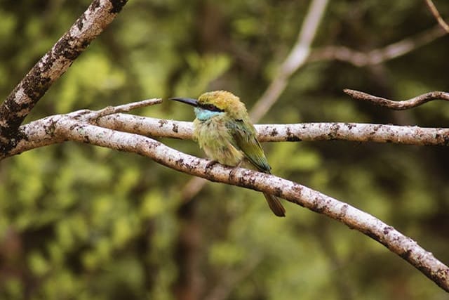 Udawalawe national park safari