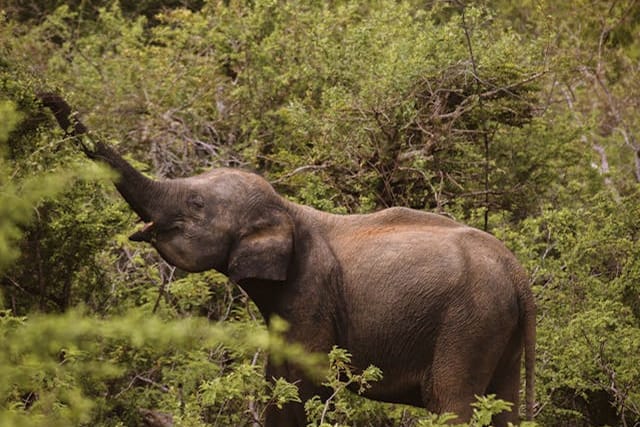 Udawalawe national park safari