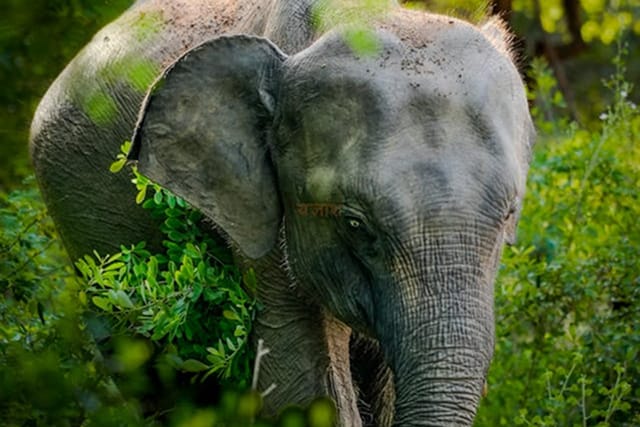 Udawalawe national park safari-5