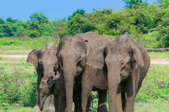 Udawalawe national park safari-5