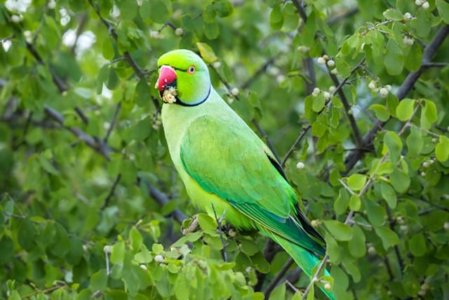 Udawalawe national park safari-5