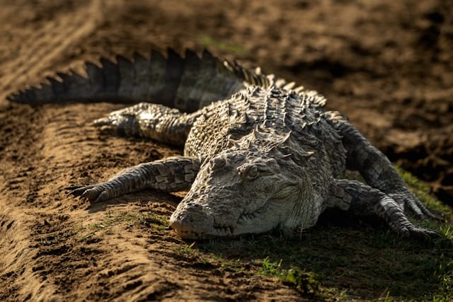 Udawalawe national park safari