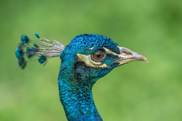 Udawalawe national park safari