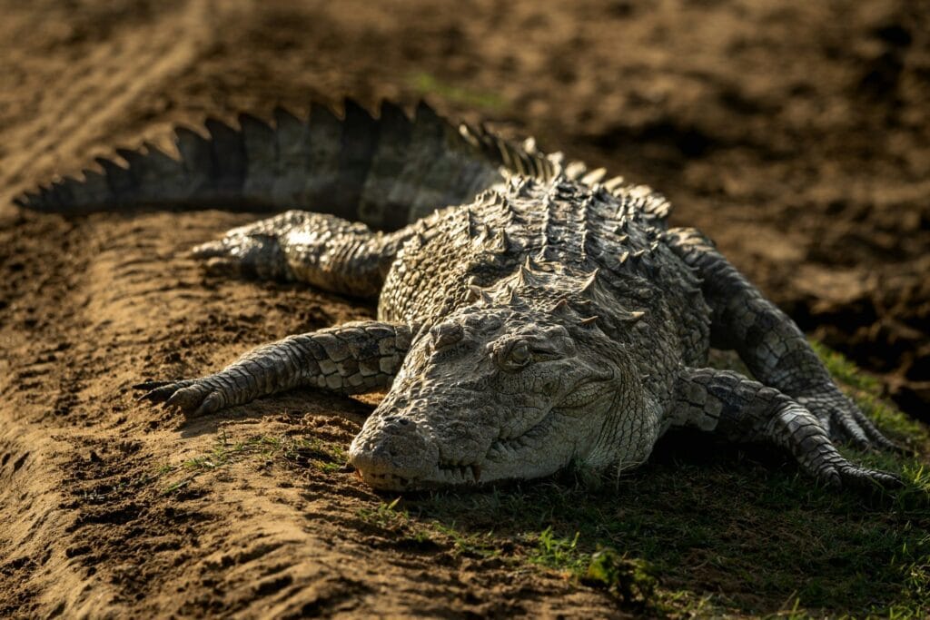 crocodile watching in udawalawe national park