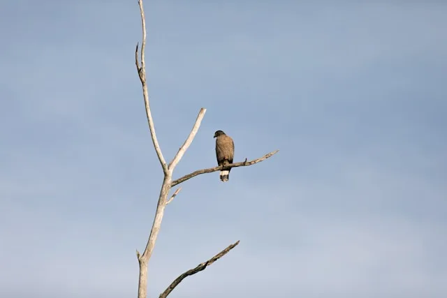 eagle soaring high during Udawalawe Safari