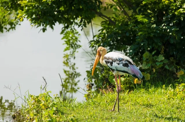 Birds in udawalawe national park