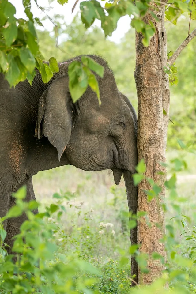 Single elephant standing under tree shade in Udawalawe National Park