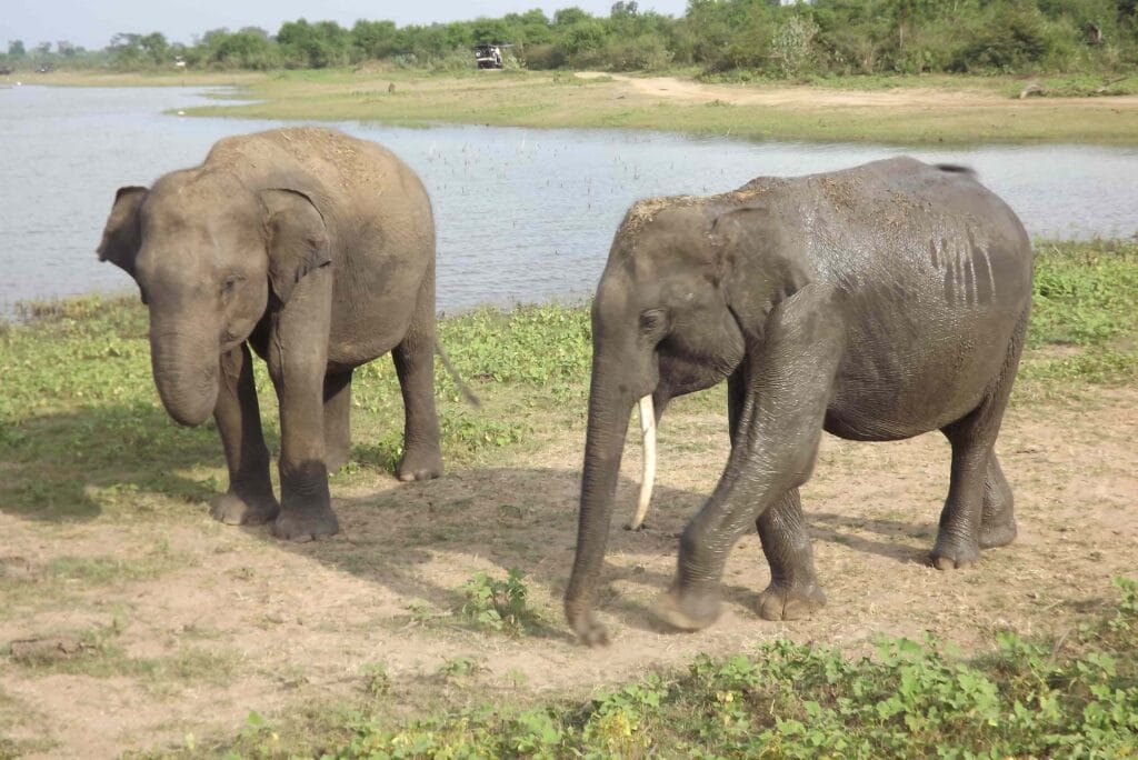 Majestic tusker elephant walking through Udawalawe National Park in Sri Lanka.