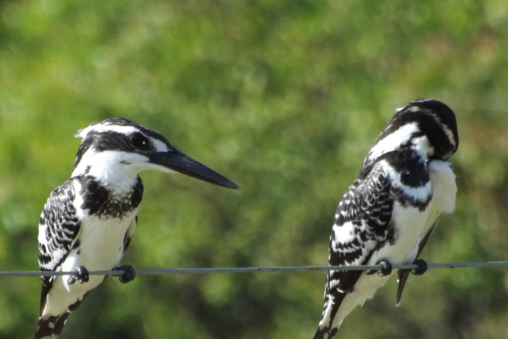 Pied Kingfisher hunting for fish at Udawalawe National Park in Sri Lanka.