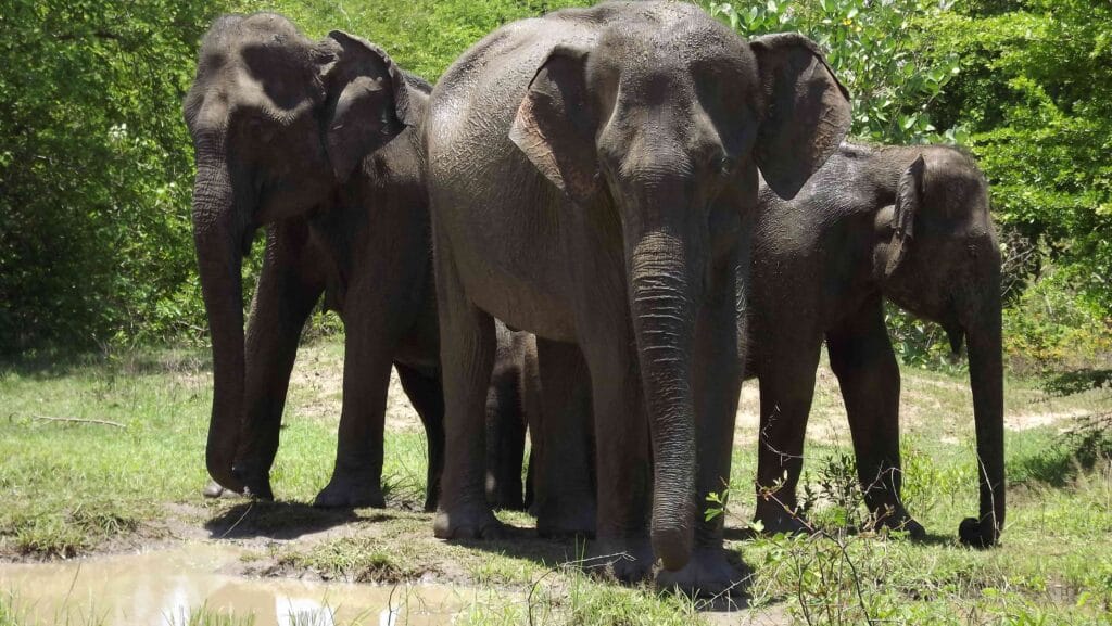 Three majestic elephants roaming freely through the grasslands — a must-see moment during any Udawalawe safar