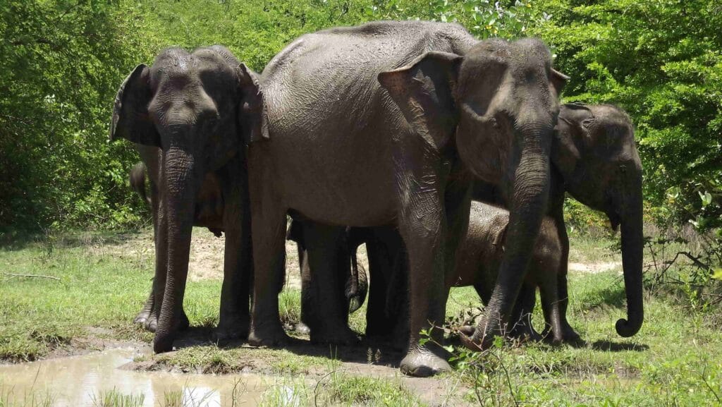 Mother elephant with her calves roaming freely during an Udawalawe National Park safari