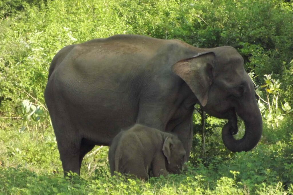 Wild elephants grazing in the grasslands of Udawalawe National Park in Sri Lanka