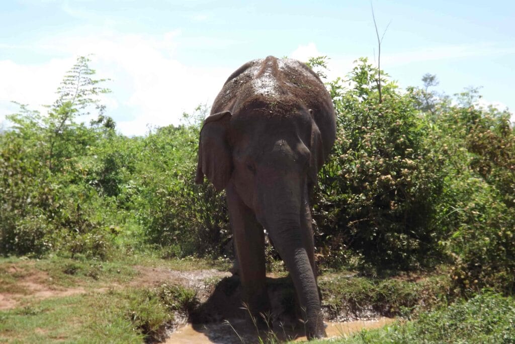 A elephant walking through the grasslands on an Udawalawe National Park safari