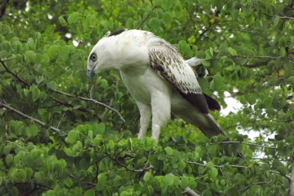 A rare glimpse of the Sri Lankan Changeable Hawk-Eagle — one of the many incredible bird species you can encounter on an Udawalawe safari
