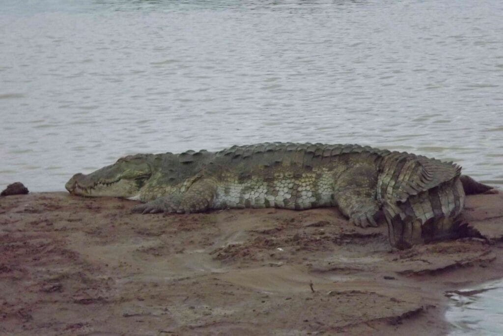 Crocodile resting near the water’s edge spotted on an Udawalawe National Park safari