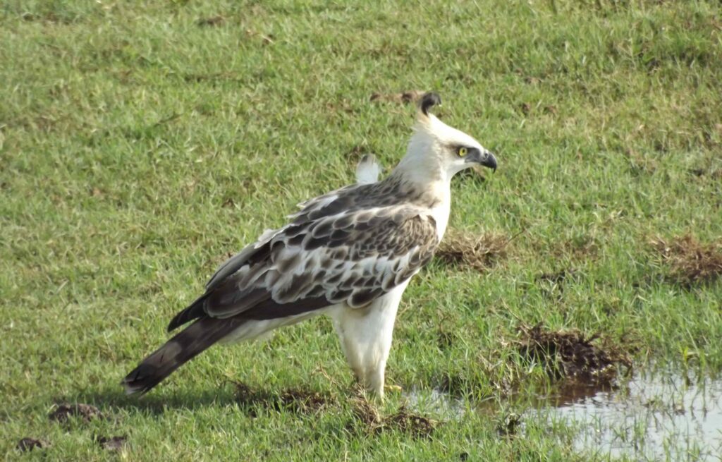 Spot the powerful Sri Lankan Changeable Hawk-Eagle soaring high above the park skies on your Udawalawe safari.