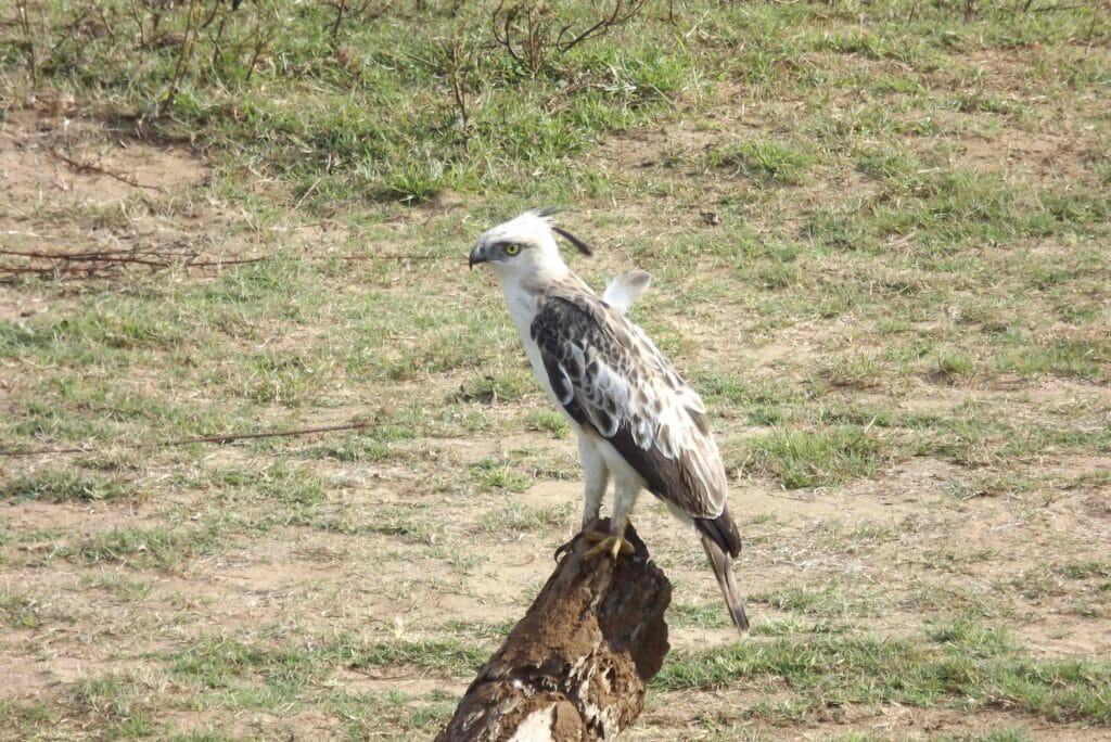 Crested Hawk-Eagle Udawalawe National Park safari