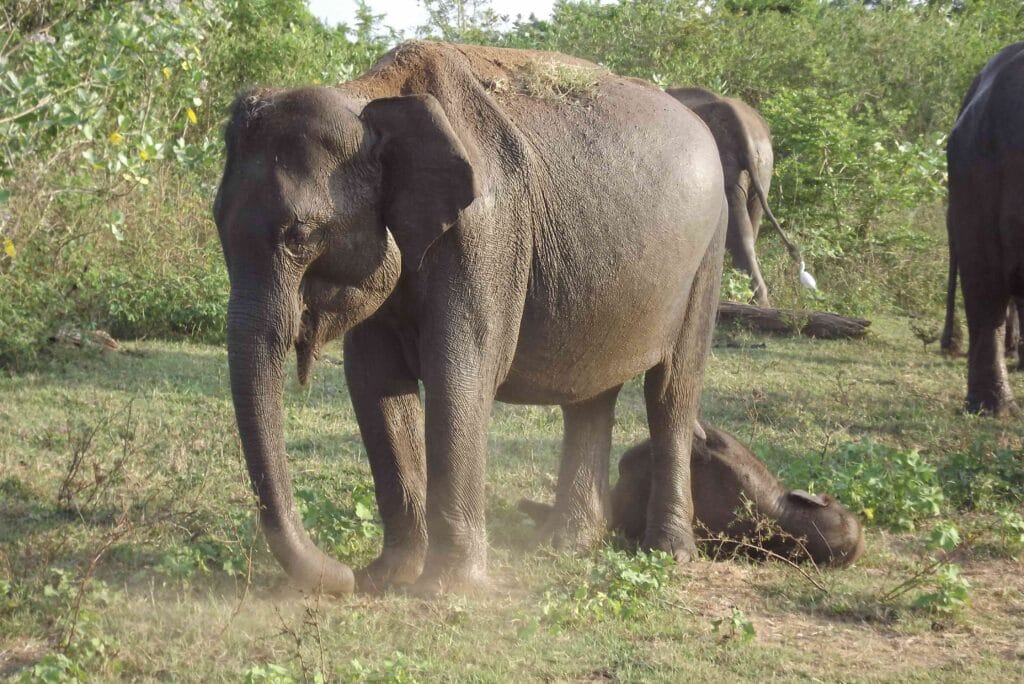 Experience the unforgettable sight of wild elephants in their natural habitat on an Udawalawe safari in Sri Lanka