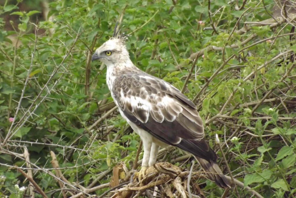 Sri Lankan Changeable Hawk-Eagle perched in Udawalawe National Park in Sri Lanka