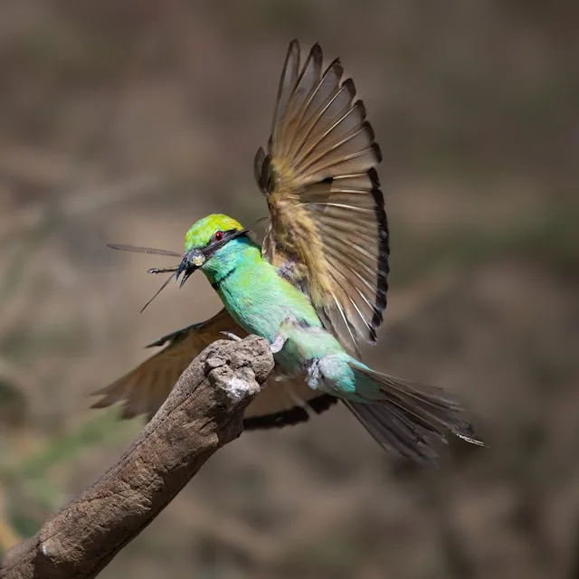 Green bee-eater catching insects at Udawalawe National Park