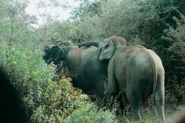 Udawalawe national park safari