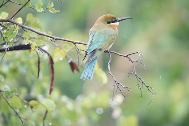 Udawalawe national park safari