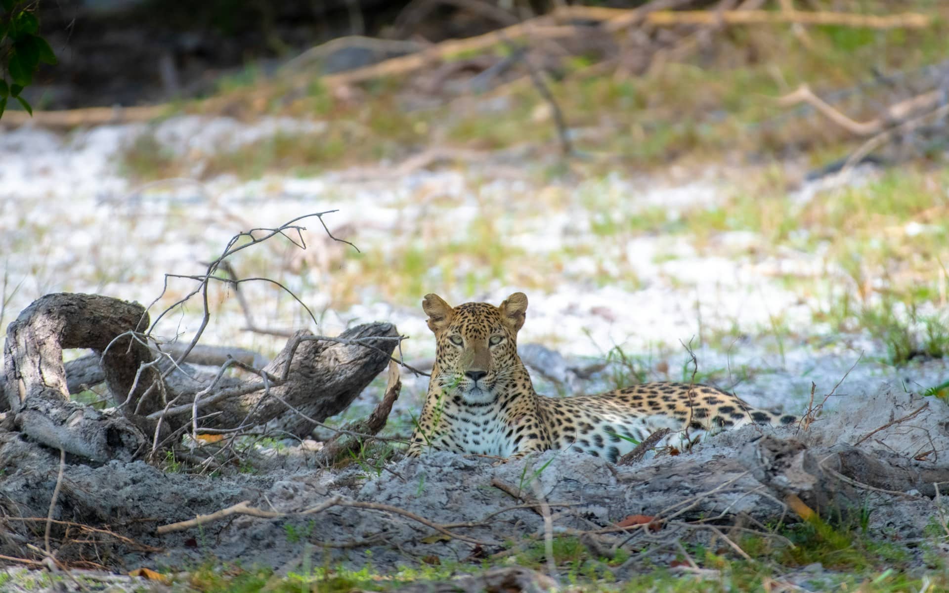 Sri Lankan leopard spotted during an exciting Udawalawe safari adventure