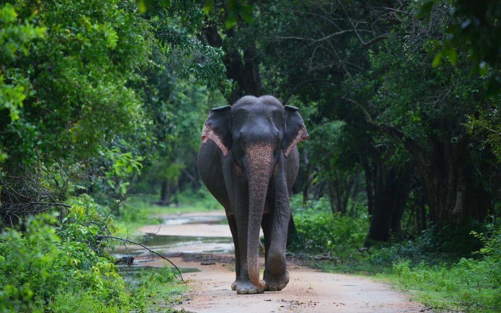 Working elephant spotted in the wild on an Udawalawe National Park safari