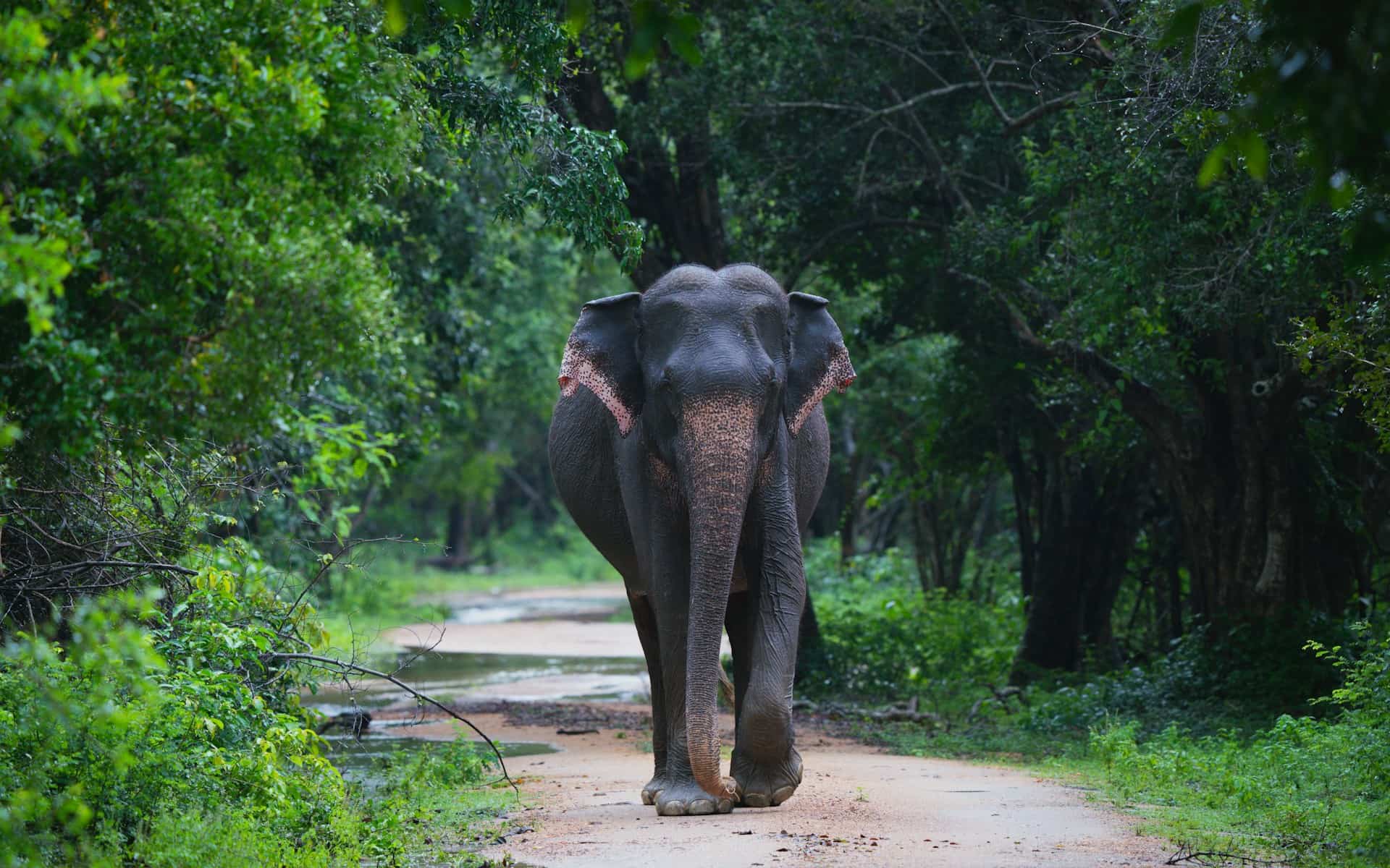 Working elephant spotted in the wild on an Udawalawe National Park safari