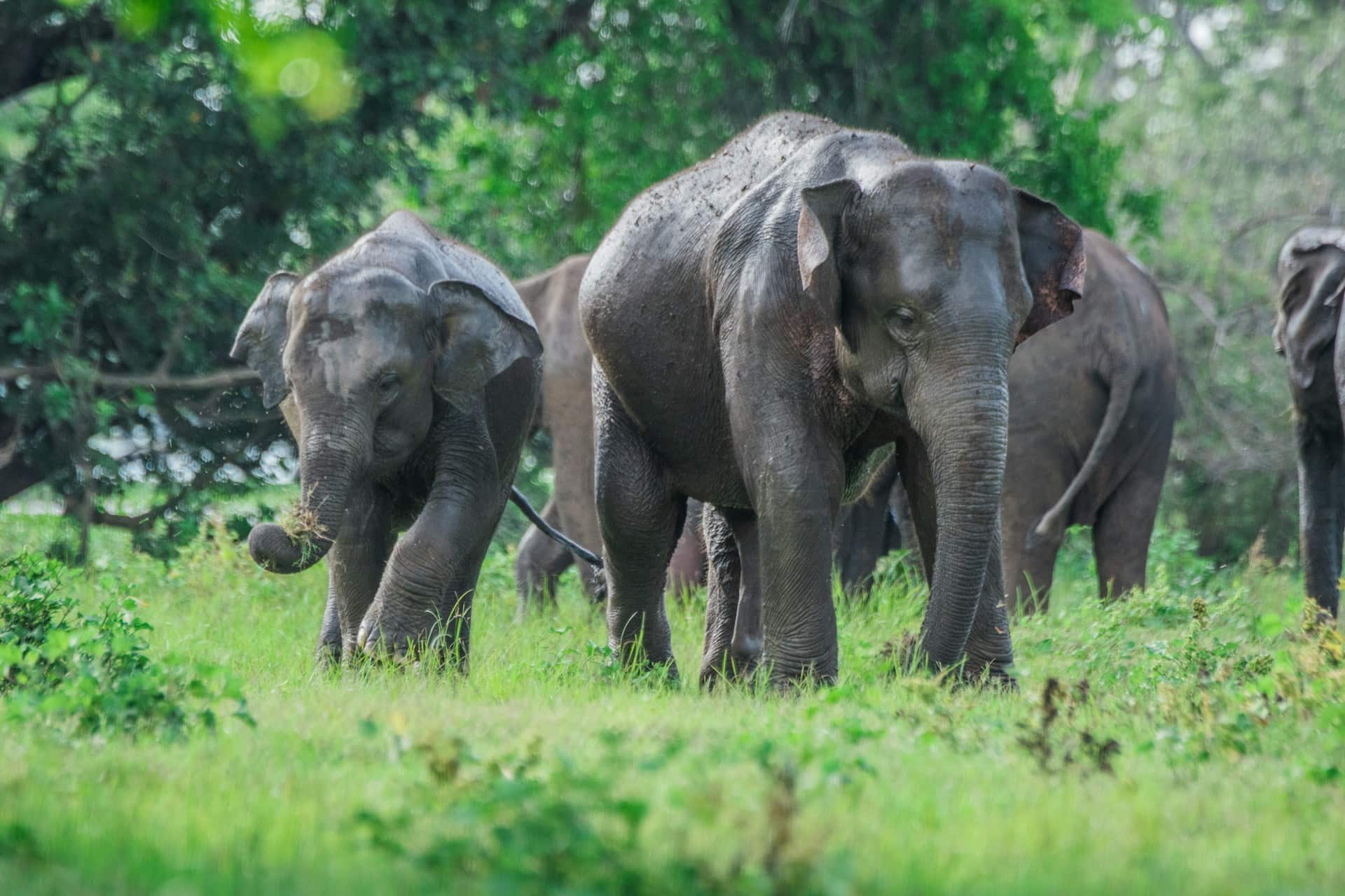 Two elephants roaming freely at Udawalawe National Park in Sri Lanka