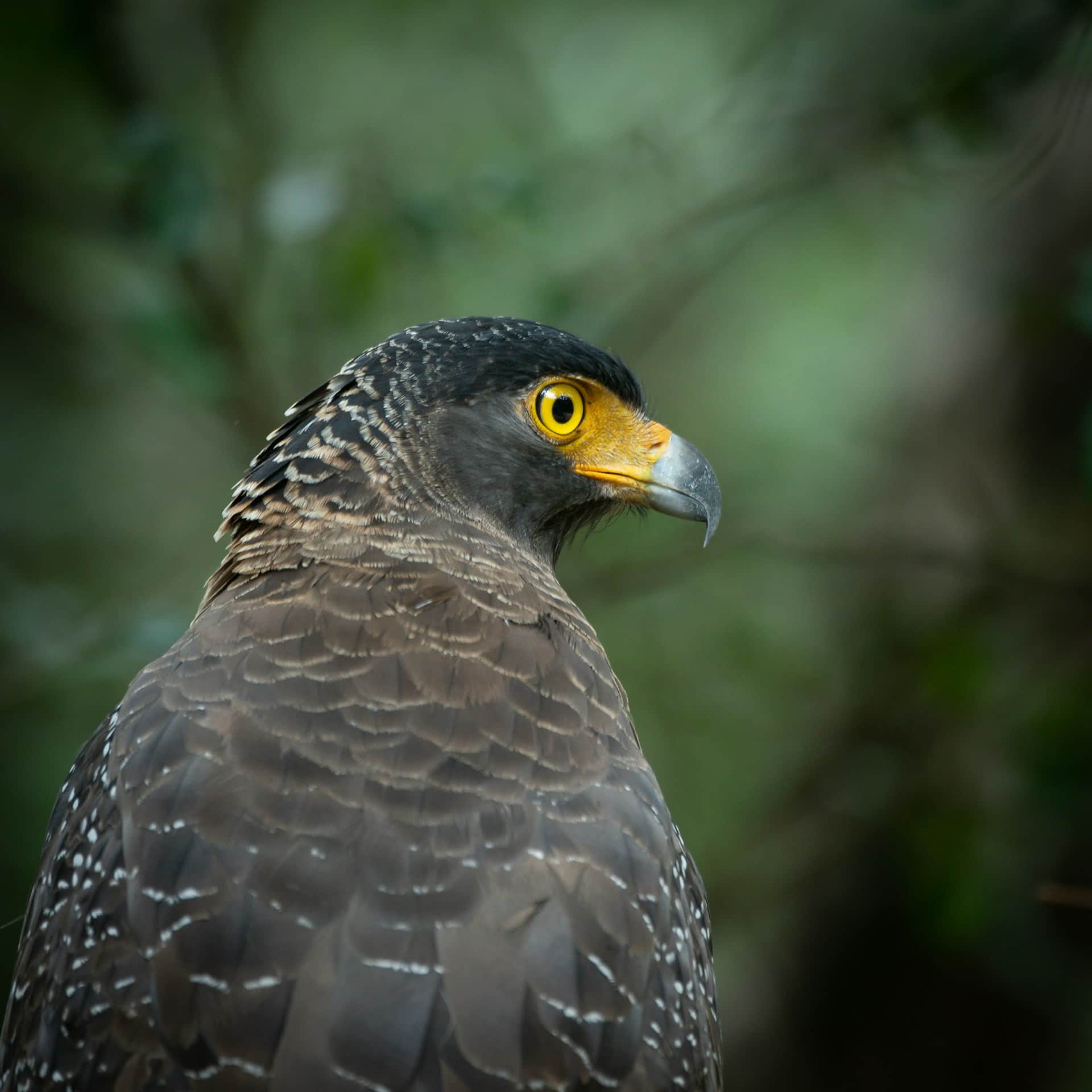 Crested Serpent Eagle perched on a tree during an Udawalawe National Park safari