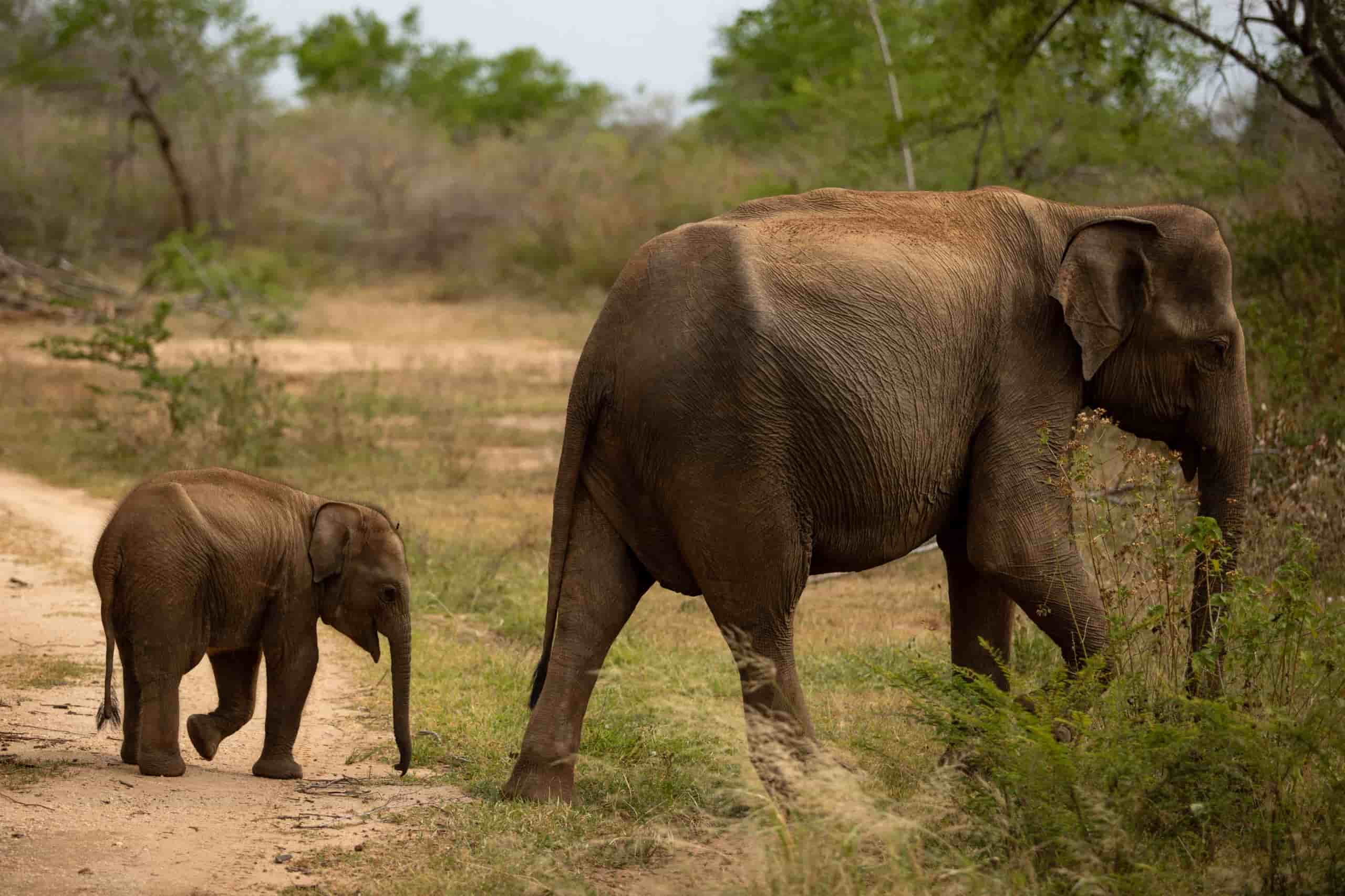 udawalawe-national-park-baby-elephant-and-the-mother-scaled-udawalawe-safari