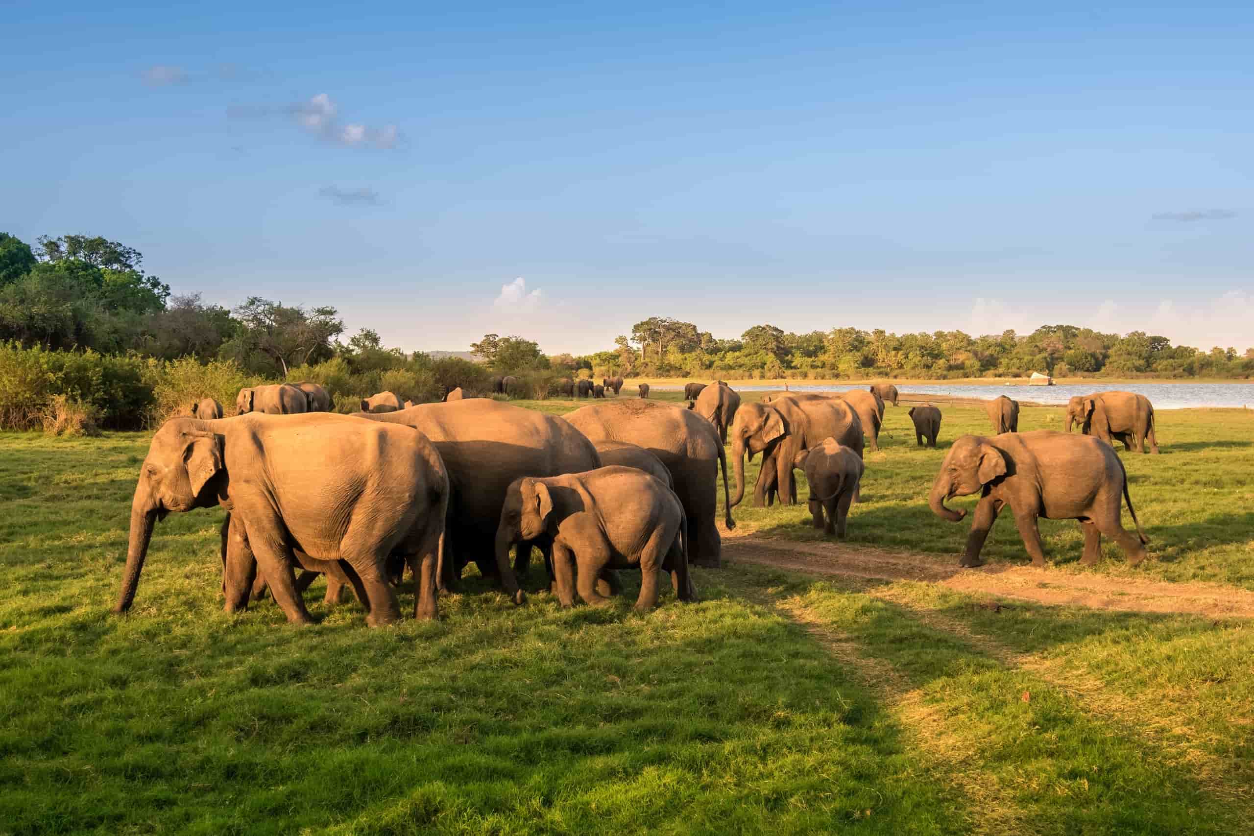 udawalawe-national-park-elephants-scaled-min