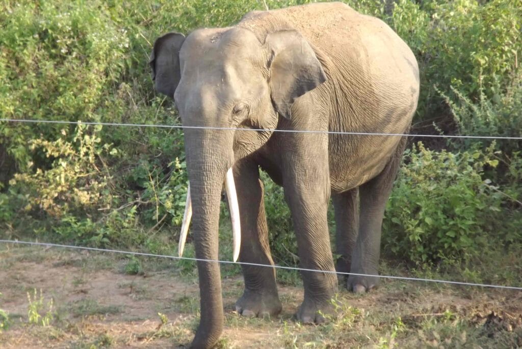 Majestic tusker elephant roaming freely on a safari Sri Lanka Udawalawe journey