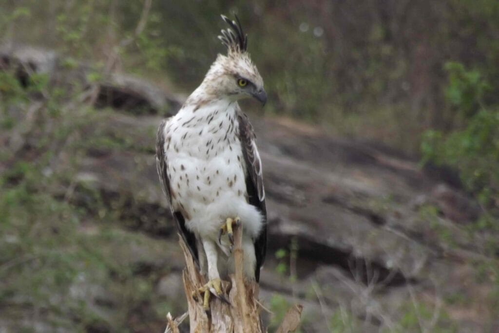 Crested Hawk-Eagle scanning the landscape on a safari Sri Lanka Udawalawe tour
