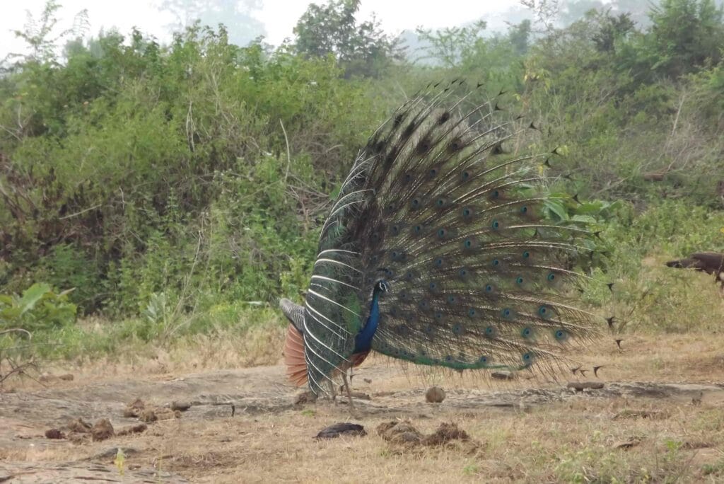 Colorful peacock displaying its feathers during a Safari Sri Lanka Udawalawe trip