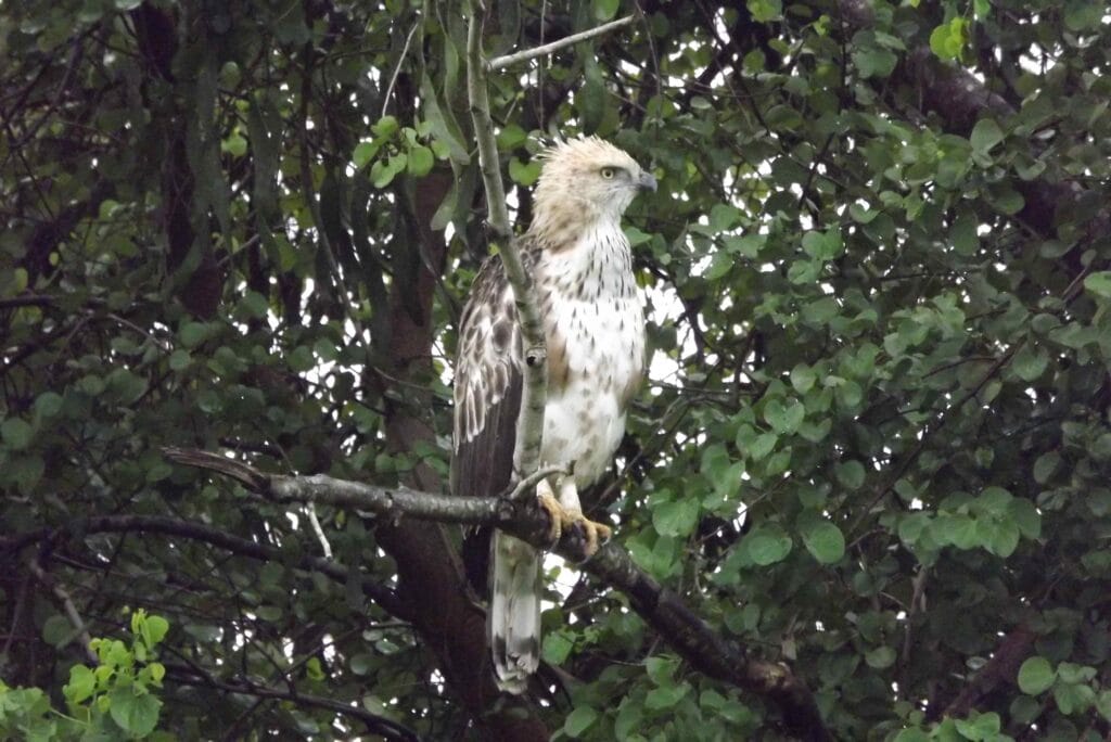 Crested Hawk-Eagle perched on a tree during a safari Sri Lanka Udawalawe adventure